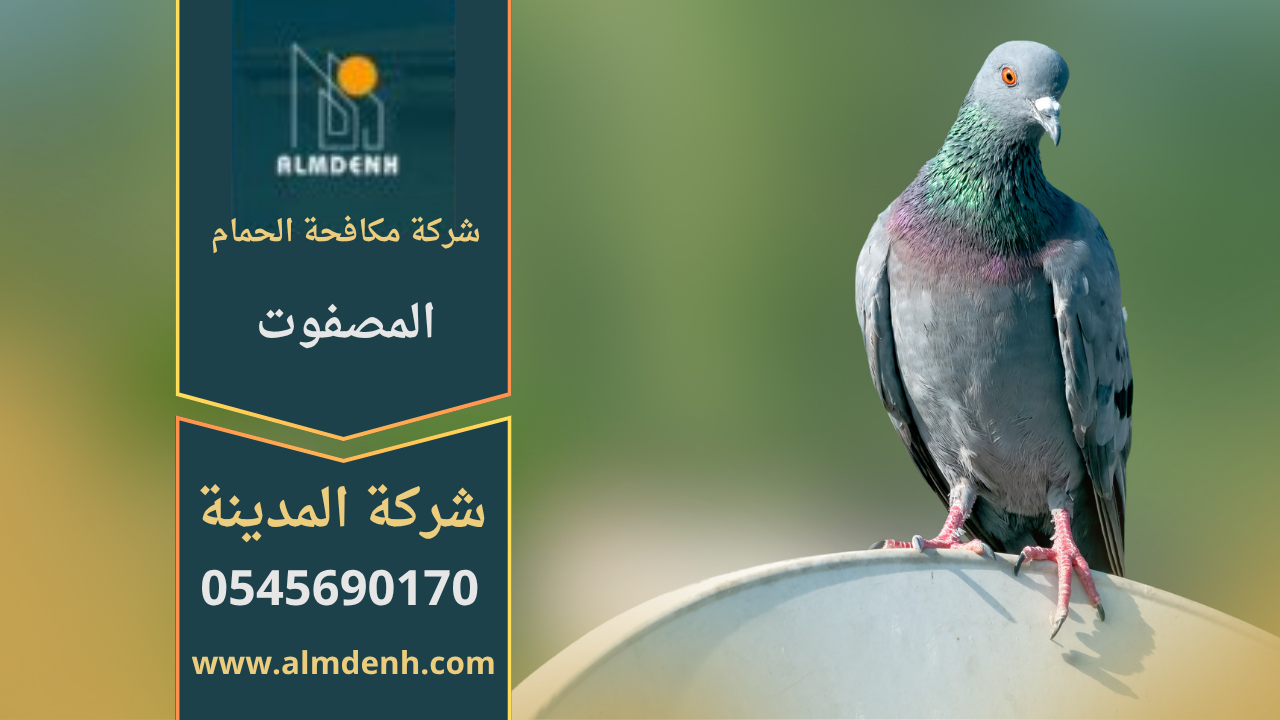 صورة توضّح تجمع الحمام على أسطح المباني في المصفوت مع حلول فعّالة من شركة مكافحة الحمام في المصفوت لإبعاد الطيور وحماية الواجهات.