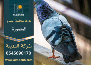 صورة توضّح تجمع الحمام على أسطح المباني في المعمورة مع حلول فعّالة من شركة مكافحة الحمام في المعمورة لإبعاد الطيور وحماية الواجهات.