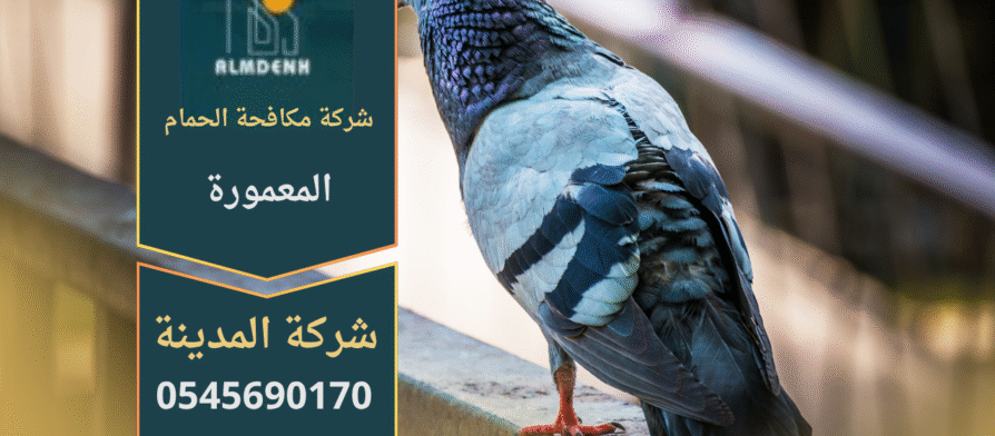 صورة توضّح تجمع الحمام على أسطح المباني في المعمورة مع حلول فعّالة من شركة مكافحة الحمام في المعمورة لإبعاد الطيور وحماية الواجهات.