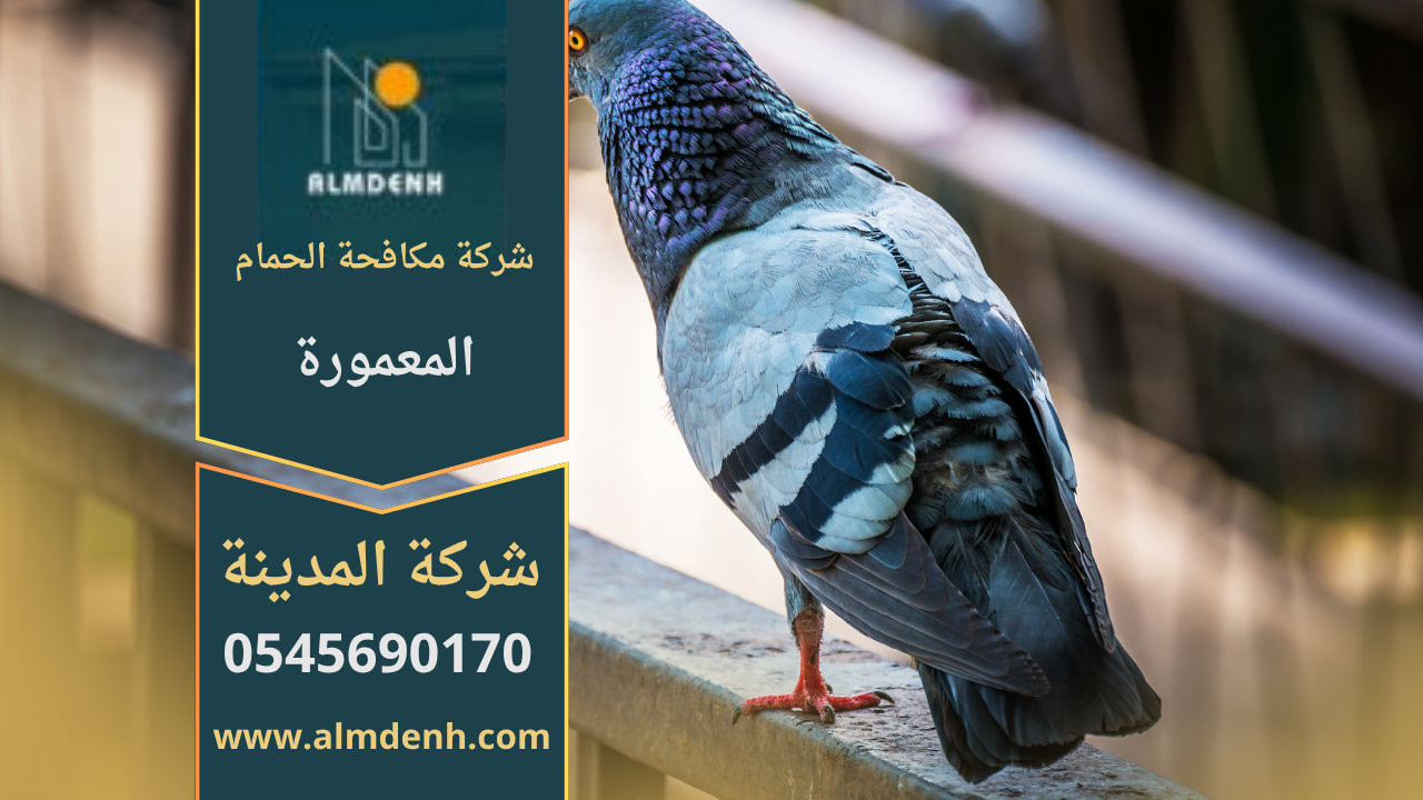 صورة توضّح تجمع الحمام على أسطح المباني في المعمورة مع حلول فعّالة من شركة مكافحة الحمام في المعمورة لإبعاد الطيور وحماية الواجهات.