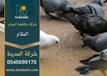 صورة توضّح تجمع الحمام على أسطح المباني في المقام مع حلول فعّالة من شركة مكافحة الحمام في المقام لإبعاد الطيور وحماية الواجهات.