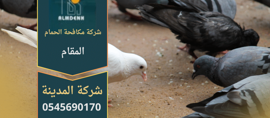 صورة توضّح تجمع الحمام على أسطح المباني في المقام مع حلول فعّالة من شركة مكافحة الحمام في المقام لإبعاد الطيور وحماية الواجهات.