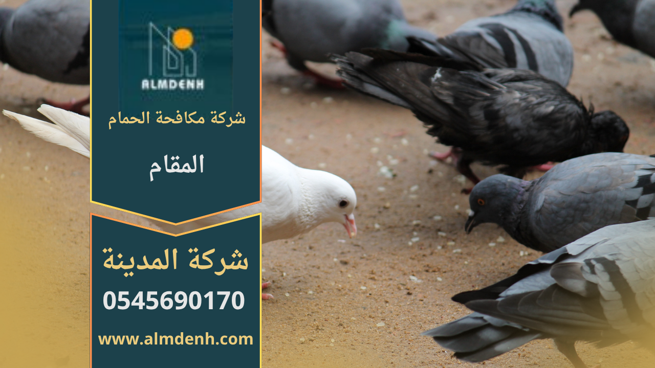 صورة توضّح تجمع الحمام على أسطح المباني في المقام مع حلول فعّالة من شركة مكافحة الحمام في المقام لإبعاد الطيور وحماية الواجهات.