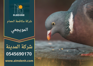 صورة تُظهر حلول شركة مكافحة الحمام في المويجعي لتركيب شبك مانع للحمام على الأسطح لحماية المباني من الطيور.