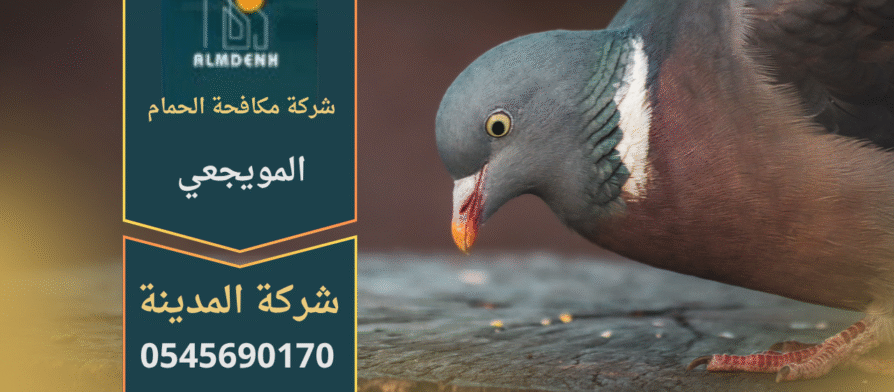 صورة تُظهر حلول شركة مكافحة الحمام في المويجعي لتركيب شبك مانع للحمام على الأسطح لحماية المباني من الطيور.