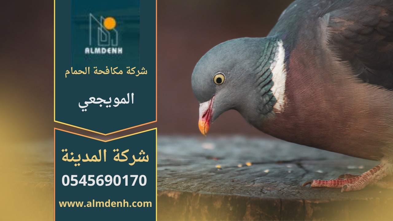 صورة تُظهر حلول شركة مكافحة الحمام في المويجعي لتركيب شبك مانع للحمام على الأسطح لحماية المباني من الطيور.