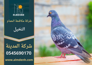 صورة توضّح تجمع الحمام على أسطح المباني في النخيل مع حلول فعّالة من شركة مكافحة الحمام في النخيل لإبعاد الطيور وحماية الواجهات.