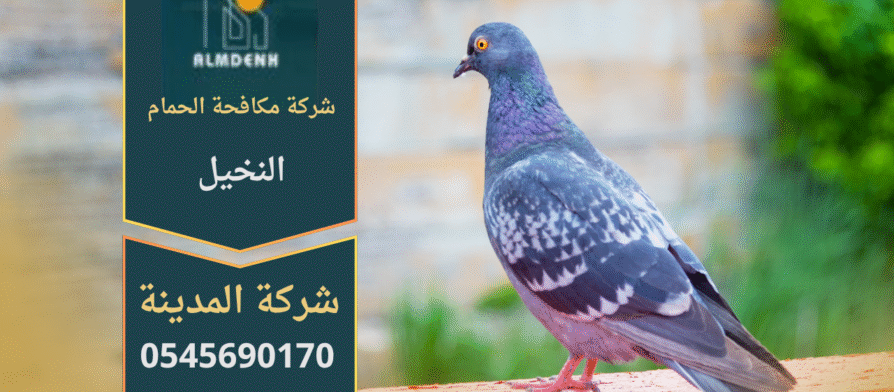 صورة توضّح تجمع الحمام على أسطح المباني في النخيل مع حلول فعّالة من شركة مكافحة الحمام في النخيل لإبعاد الطيور وحماية الواجهات.