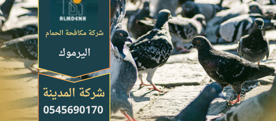 صورة توضح فريق مكافحة الحمام اليرموك أثناء تركيب شبك مانع على الأسطح لحماية المباني من تجمع الطيور.