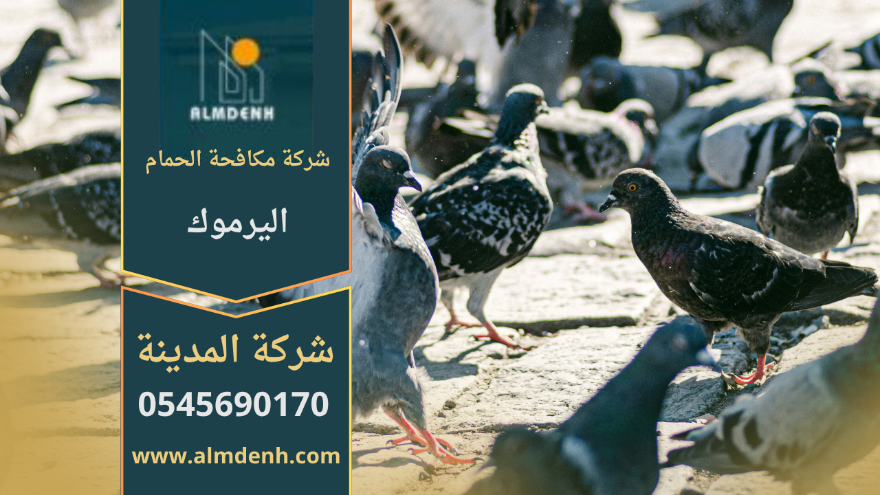 صورة توضح فريق مكافحة الحمام اليرموك أثناء تركيب شبك مانع على الأسطح لحماية المباني من تجمع الطيور.