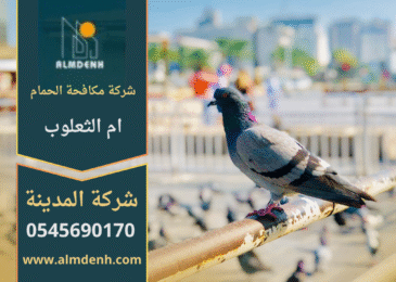 فريق من شركة مكافحة الحمام في أم الثعلوب يركب شبك وأسلاك طاردة للحمام على أسطح المباني بطريقة آمنة وفعالة.