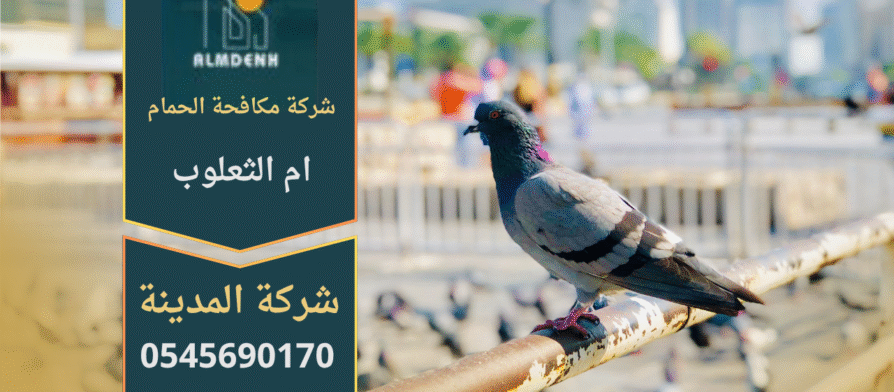 فريق من شركة مكافحة الحمام في أم الثعلوب يركب شبك وأسلاك طاردة للحمام على أسطح المباني بطريقة آمنة وفعالة.