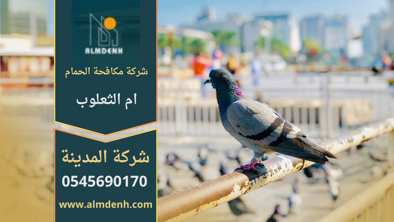 فريق من شركة مكافحة الحمام في أم الثعلوب يركب شبك وأسلاك طاردة للحمام على أسطح المباني بطريقة آمنة وفعالة.