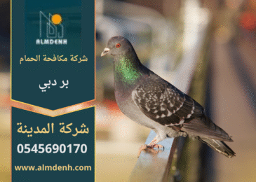 صورة توضح تجمع الحمام على سطح أحد المباني في بر دبي، مما يبرز الحاجة إلى خدمات شركة مكافحة الحمام في بر دبي لحماية الأسطح والواجهات من الأضرار.