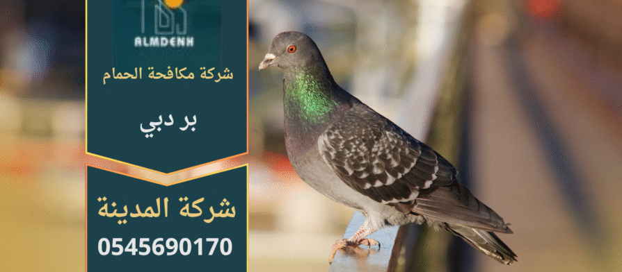 صورة توضح تجمع الحمام على سطح أحد المباني في بر دبي، مما يبرز الحاجة إلى خدمات شركة مكافحة الحمام في بر دبي لحماية الأسطح والواجهات من الأضرار.