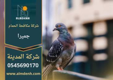 صورة توضح تجمع الحمام على سطح أحد المباني في جميرا، مما يبرز أهمية خدمات شركة مكافحة الحمام في جميرا لحماية الأسطح من التلف والأوساخ.