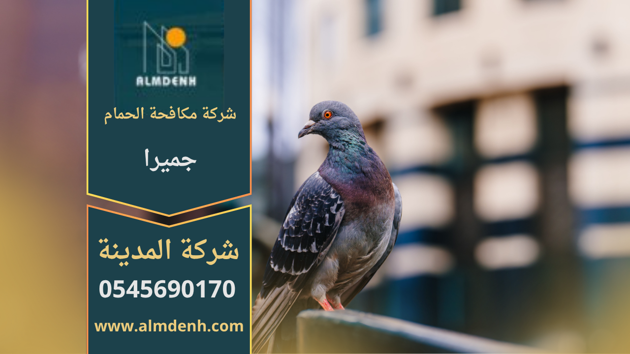 صورة توضح تجمع الحمام على سطح أحد المباني في جميرا، مما يبرز أهمية خدمات شركة مكافحة الحمام في جميرا لحماية الأسطح من التلف والأوساخ.