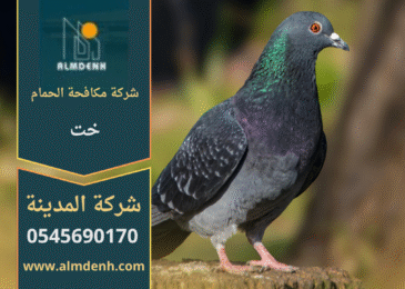 صورة توضّح تجمع الحمام على أسطح المباني في خت مع حلول فعّالة من شركة مكافحة الحمام في خت لإبعاد الطيور وحماية الواجهات.