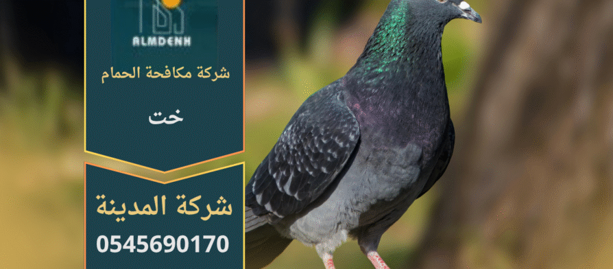 صورة توضّح تجمع الحمام على أسطح المباني في خت مع حلول فعّالة من شركة مكافحة الحمام في خت لإبعاد الطيور وحماية الواجهات.