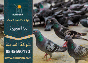 صورة توضح تجمع الحمام على أسطح المباني في دبا الفجيرة مع حلول متطورة من شركة مكافحة الحمام في دبا الفجيرة لإبعاد الطيور وحماية الممتلكات.