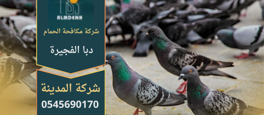 صورة توضح تجمع الحمام على أسطح المباني في دبا الفجيرة مع حلول متطورة من شركة مكافحة الحمام في دبا الفجيرة لإبعاد الطيور وحماية الممتلكات.