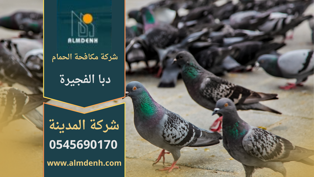صورة توضح تجمع الحمام على أسطح المباني في دبا الفجيرة مع حلول متطورة من شركة مكافحة الحمام في دبا الفجيرة لإبعاد الطيور وحماية الممتلكات.