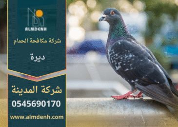 صورة توضح تجمع الحمام على سطح مبنى في ديرة، مما يبرز الحاجة إلى خدمات شركة مكافحة الحمام في ديرة لحماية الأسطح من التلف والأوساخ.