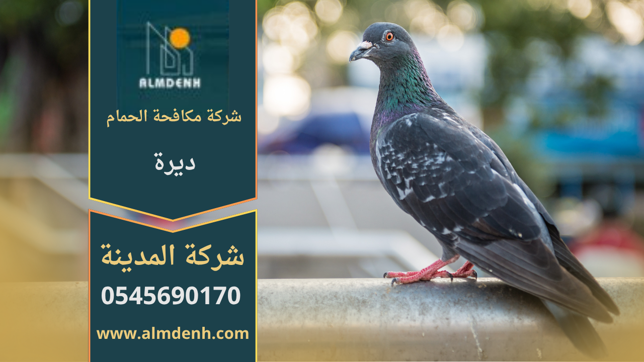 صورة توضح تجمع الحمام على سطح مبنى في ديرة، مما يبرز الحاجة إلى خدمات شركة مكافحة الحمام في ديرة لحماية الأسطح من التلف والأوساخ.