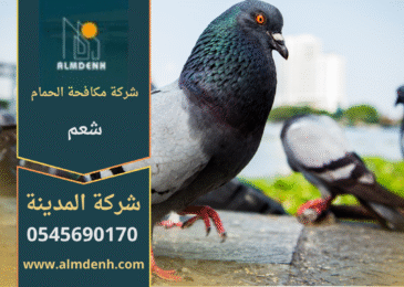 صورة توضّح تجمع الحمام على أسطح المباني في شعم مع حلول فعّالة من شركة مكافحة الحمام في شعم لإبعاد الطيور وحماية الواجهات.