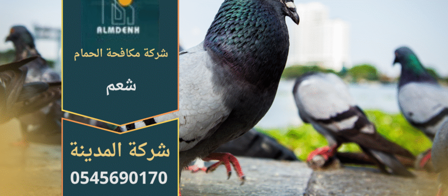 صورة توضّح تجمع الحمام على أسطح المباني في شعم مع حلول فعّالة من شركة مكافحة الحمام في شعم لإبعاد الطيور وحماية الواجهات.