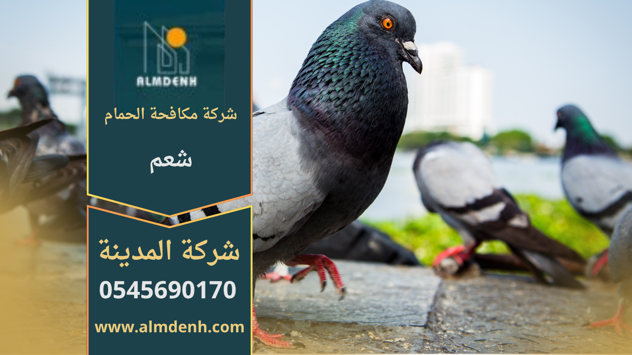 صورة توضّح تجمع الحمام على أسطح المباني في شعم مع حلول فعّالة من شركة مكافحة الحمام في شعم لإبعاد الطيور وحماية الواجهات.