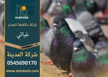 صورة توضّح تجمع الحمام على أسطح المباني في غياثي مع حلول فعّالة من شركة مكافحة الحمام في غياثي لإبعاد الطيور وحماية الواجهات.