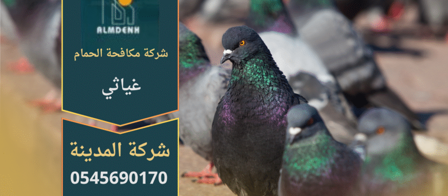 صورة توضّح تجمع الحمام على أسطح المباني في غياثي مع حلول فعّالة من شركة مكافحة الحمام في غياثي لإبعاد الطيور وحماية الواجهات.