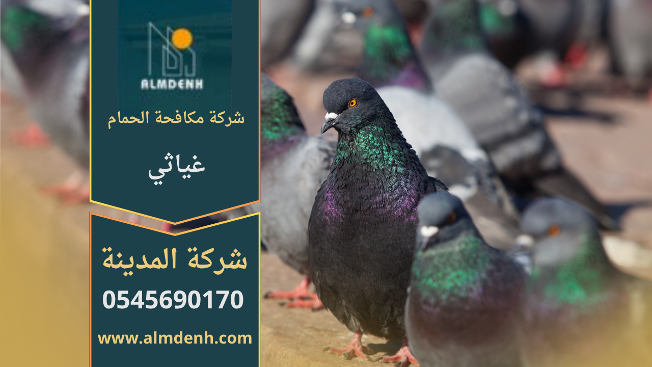 صورة توضّح تجمع الحمام على أسطح المباني في غياثي مع حلول فعّالة من شركة مكافحة الحمام في غياثي لإبعاد الطيور وحماية الواجهات.