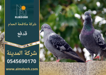 صورة توضح تجمع الحمام على أسطح المباني في قدفع مع حلول احترافية من شركة مكافحة الحمام في قدفع لإبعاد الطيور وحماية الممتلكات.