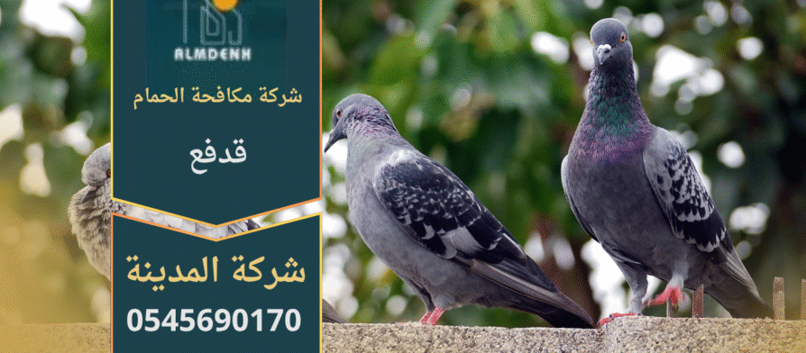 صورة توضح تجمع الحمام على أسطح المباني في قدفع مع حلول احترافية من شركة مكافحة الحمام في قدفع لإبعاد الطيور وحماية الممتلكات.