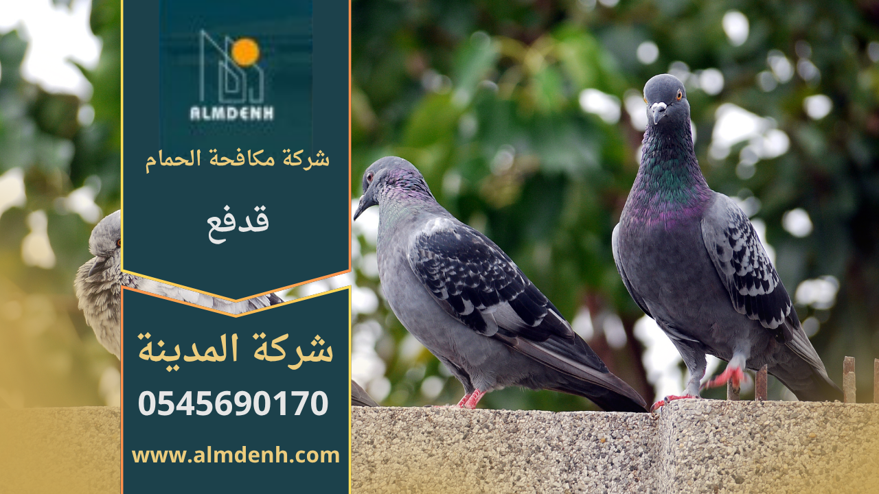 صورة توضح تجمع الحمام على أسطح المباني في قدفع مع حلول احترافية من شركة مكافحة الحمام في قدفع لإبعاد الطيور وحماية الممتلكات.