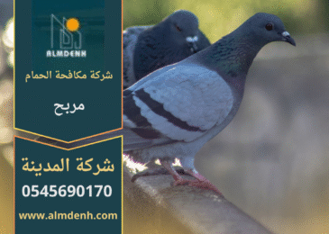 صورة توضح تجمع الحمام على أسطح المباني في مربح مع حلول متخصصة من شركة مكافحة الحمام في مربح لإبعاد الطيور وحماية الممتلكات.