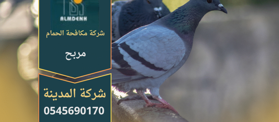 صورة توضح تجمع الحمام على أسطح المباني في مربح مع حلول متخصصة من شركة مكافحة الحمام في مربح لإبعاد الطيور وحماية الممتلكات.