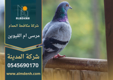 فريق من شركة مكافحة الحمام في مرسى أم القيوين يركب شبك وأسلاك طاردة للحمام على أسطح ونوافذ المباني بطريقة آمنة وفعالة.