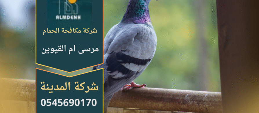 فريق من شركة مكافحة الحمام في مرسى أم القيوين يركب شبك وأسلاك طاردة للحمام على أسطح ونوافذ المباني بطريقة آمنة وفعالة.