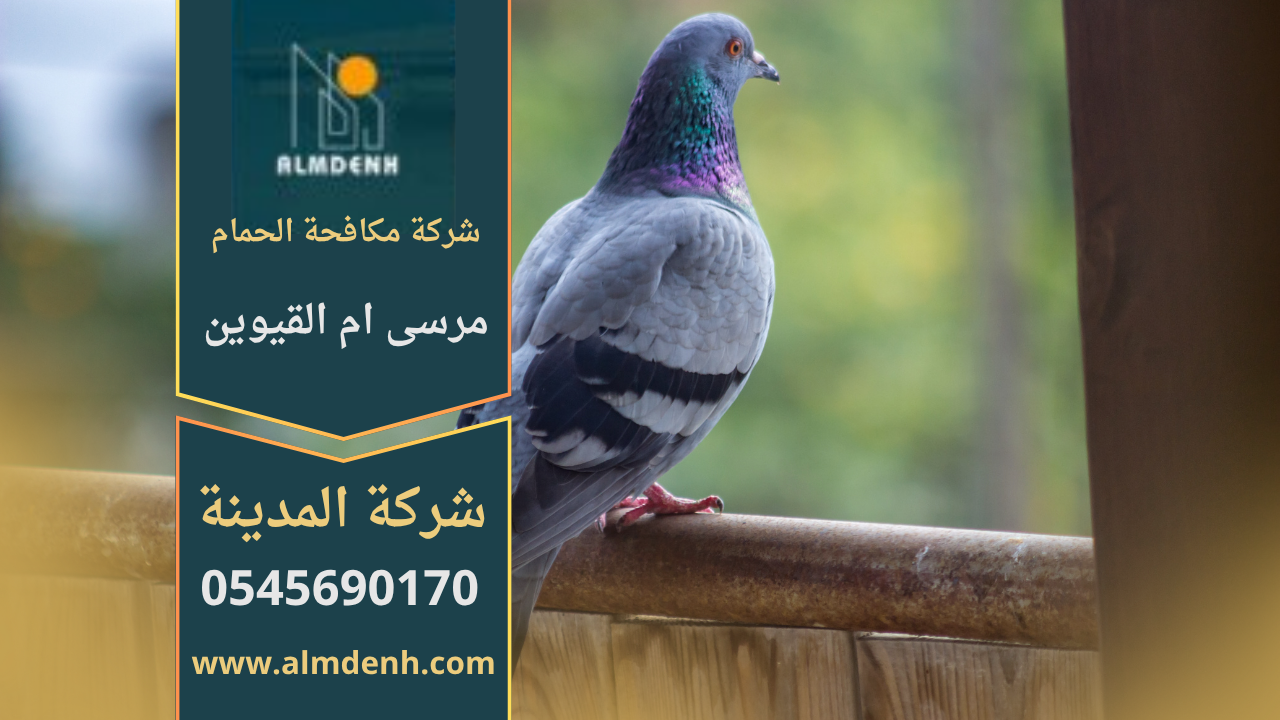 فريق من شركة مكافحة الحمام في مرسى أم القيوين يركب شبك وأسلاك طاردة للحمام على أسطح ونوافذ المباني بطريقة آمنة وفعالة.