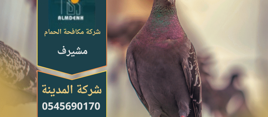 صورة توضح تجمع الحمام على أسطح المباني في مشيرف مع حلول فعالة من شركة مكافحة الحمام في مشيرف لإبعاد الطيور وحماية الممتلكات.