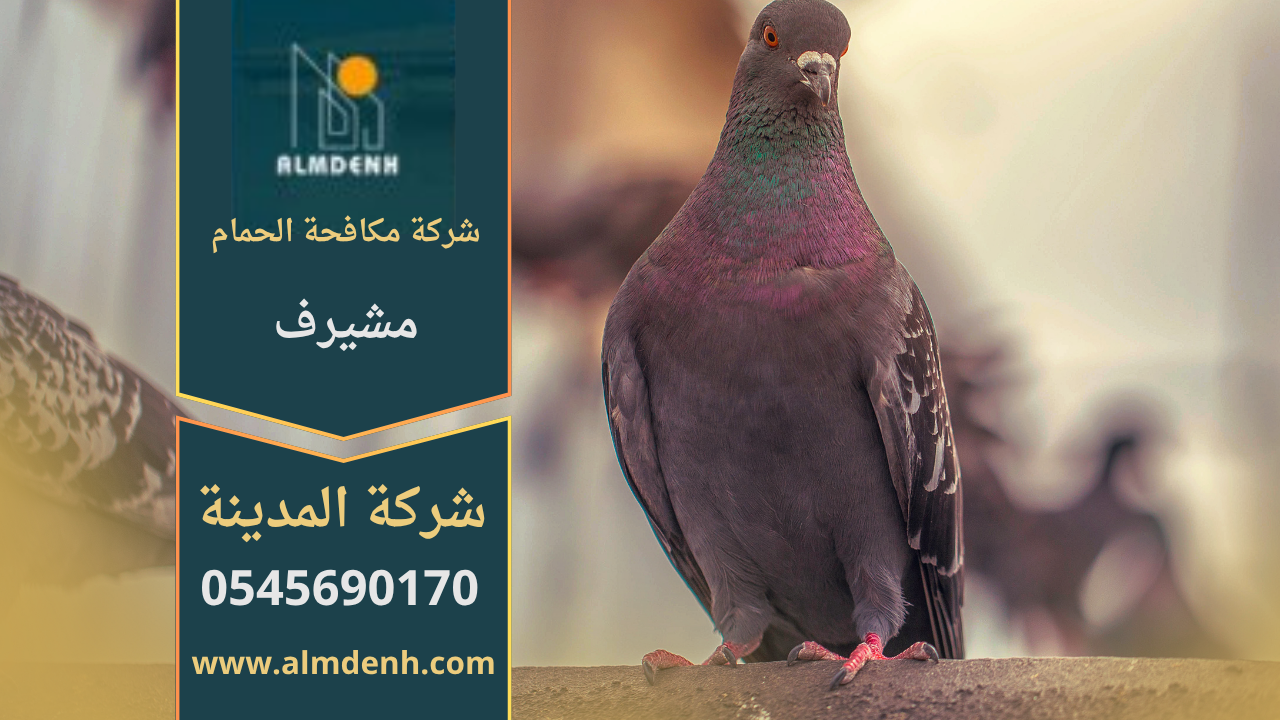 صورة توضح تجمع الحمام على أسطح المباني في مشيرف مع حلول فعالة من شركة مكافحة الحمام في مشيرف لإبعاد الطيور وحماية الممتلكات.