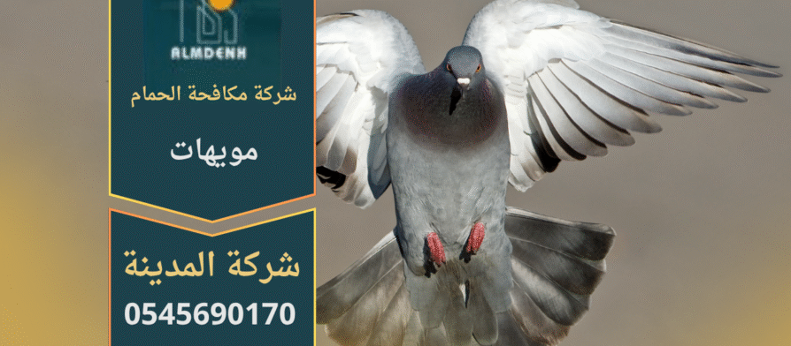 صورة توضح تجمع الحمام على أسطح المباني في مويهات مع حلول فعالة من شركة مكافحة الحمام في مويهات لإبعاد الطيور وحماية الممتلكات.