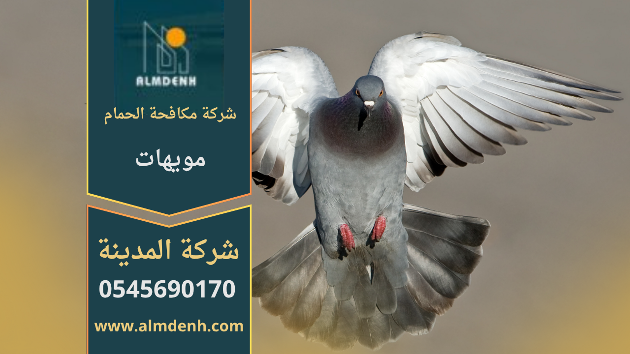 صورة توضح تجمع الحمام على أسطح المباني في مويهات مع حلول فعالة من شركة مكافحة الحمام في مويهات لإبعاد الطيور وحماية الممتلكات.