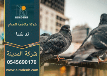 صورة توضح تجمع الحمام على سطح أحد المباني في ند شما، مما يبرز أهمية خدمات شركة مكافحة الحمام في ند شما لحماية الأسطح من التلف والأوساخ.