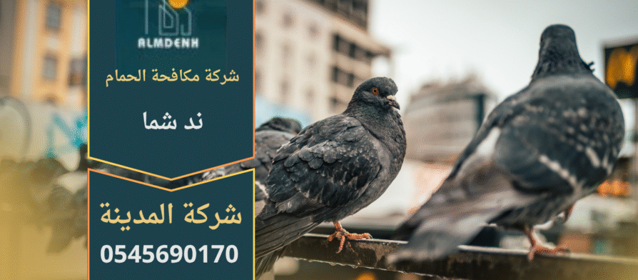 صورة توضح تجمع الحمام على سطح أحد المباني في ند شما، مما يبرز أهمية خدمات شركة مكافحة الحمام في ند شما لحماية الأسطح من التلف والأوساخ.