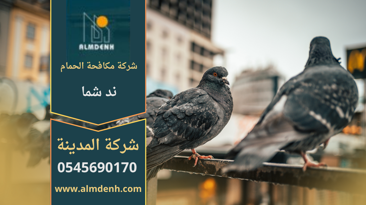 صورة توضح تجمع الحمام على سطح أحد المباني في ند شما، مما يبرز أهمية خدمات شركة مكافحة الحمام في ند شما لحماية الأسطح من التلف والأوساخ.