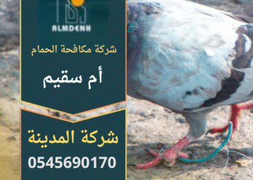 فريق عمل محترف من شركة مكافحة الحمام في أم سقيم أثناء تركيب شبكات حماية على سطح مبنى سكني باستخدام أدوات آمنة وصديقة للبيئة.